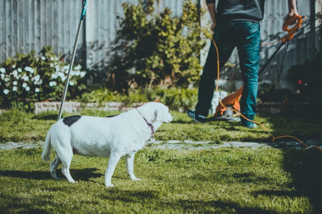 Sådan holder du din hund i haven