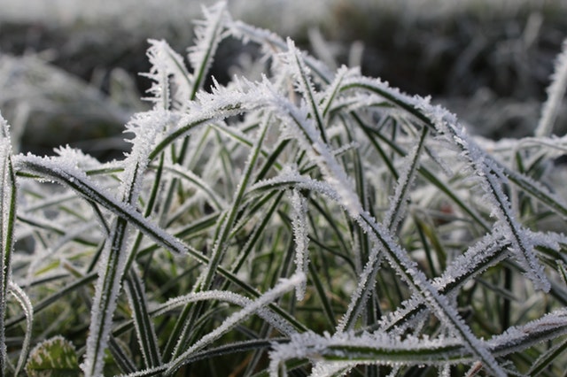 Har du styr på havesituationen inden vinter?